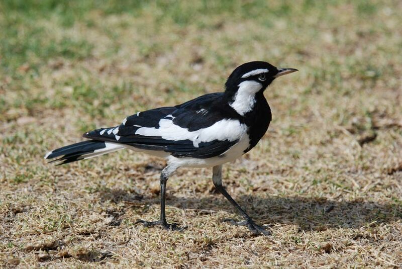 Magpie-lark