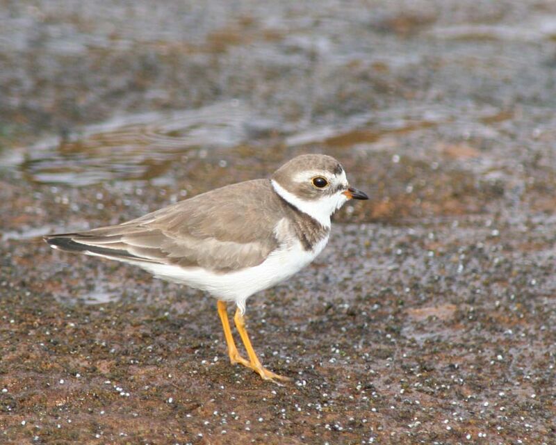 Semipalmated Plover