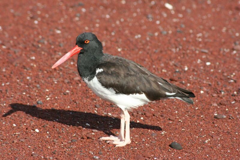 American Oystercatcher