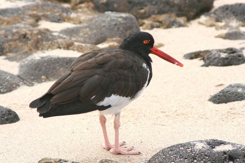 American Oystercatcher