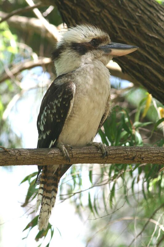 Laughing Kookaburra