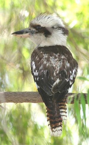 Laughing Kookaburra