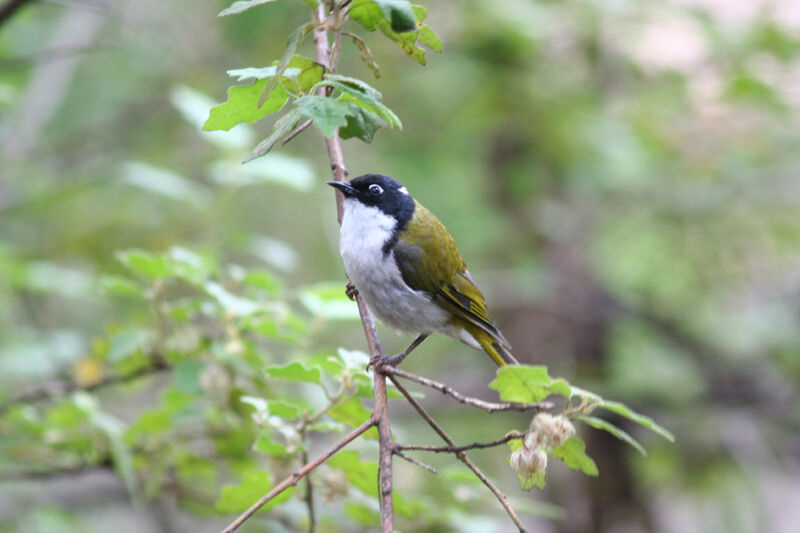 White-naped Honeyeater