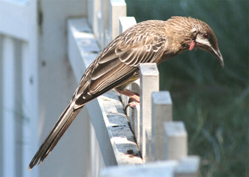 Red Wattlebird