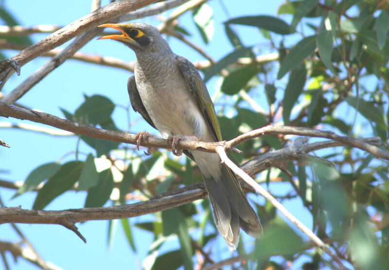 Noisy Miner