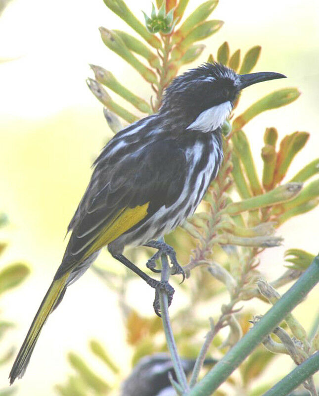 White-cheeked Honeyeater