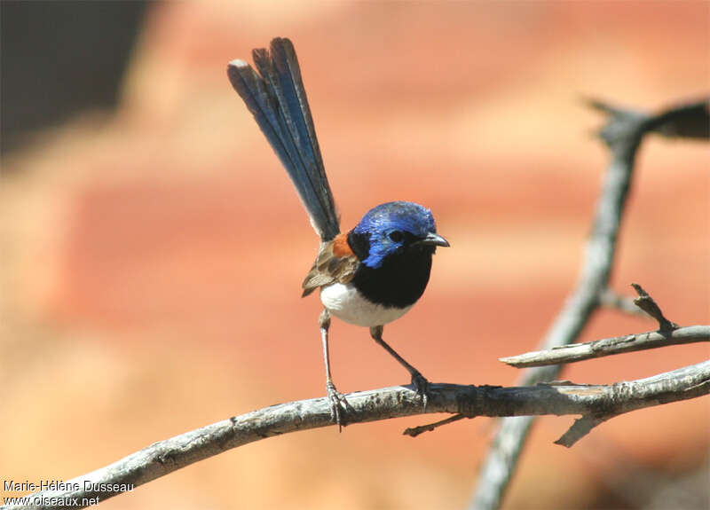 Mérion à gorge bleue mâle adulte, Comportement