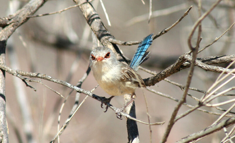 Blue-breasted Fairywren female