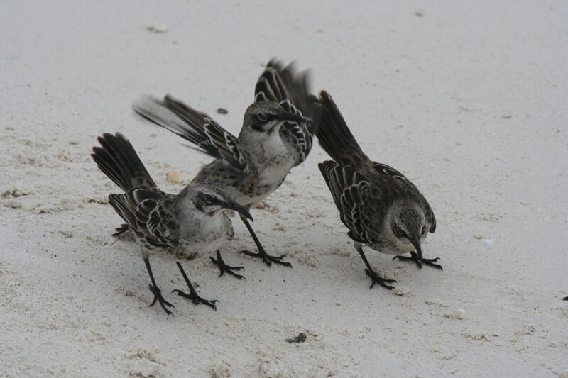 Long-tailed Mockingbird