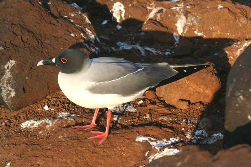 Swallow-tailed Gull