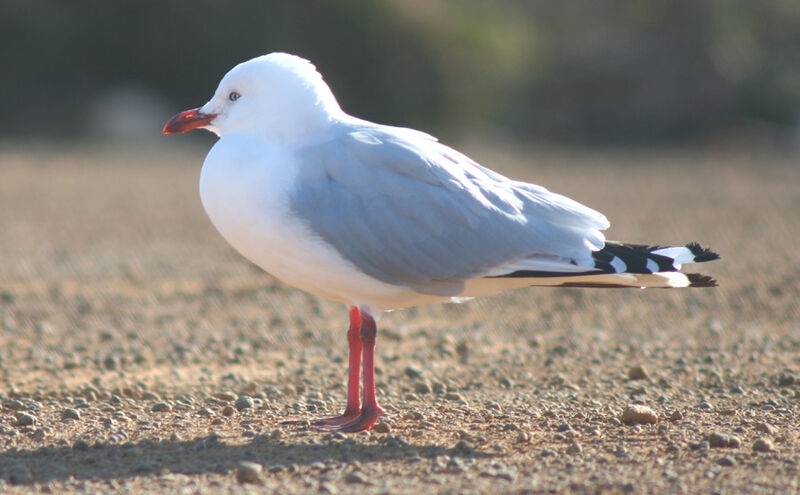 Mouette argentée