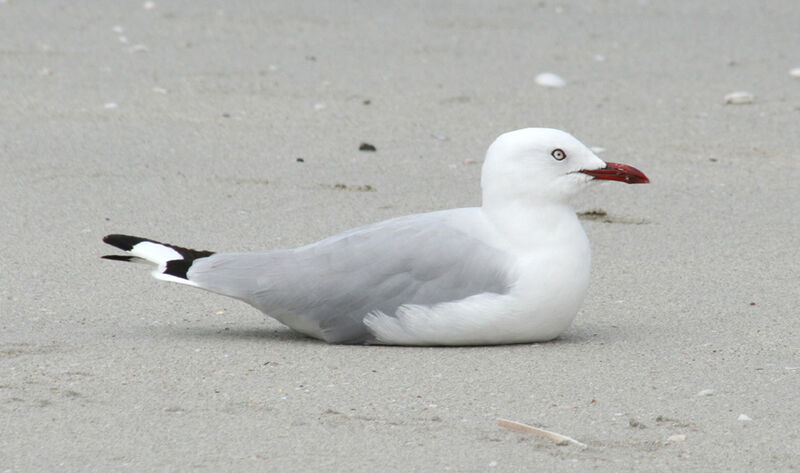 Mouette argentée