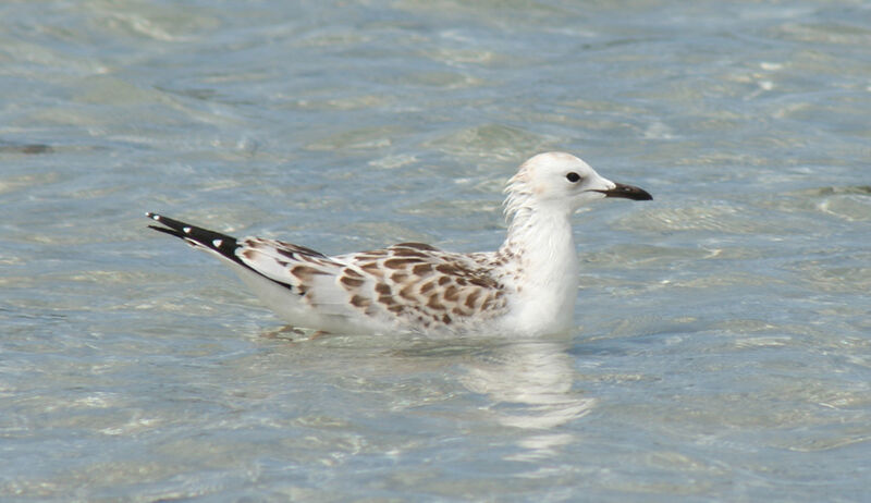 Silver Gulljuvenile