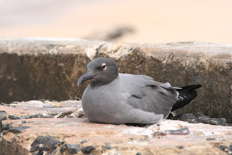 Mouette obscure