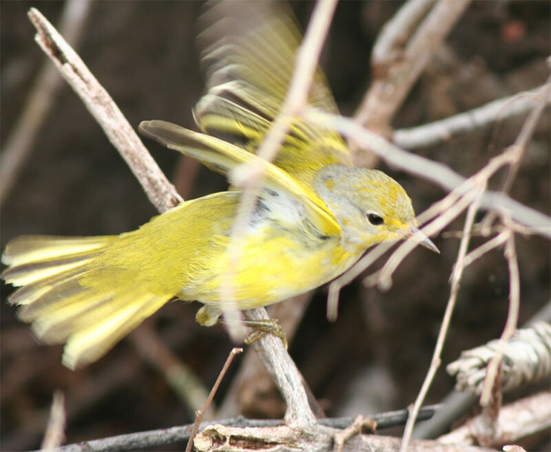 Mangrove Warbler