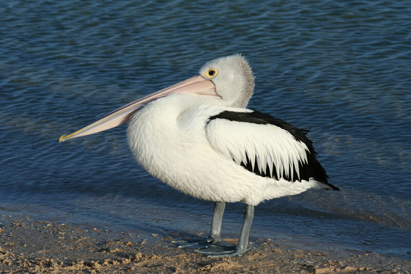 Pélican à lunettes