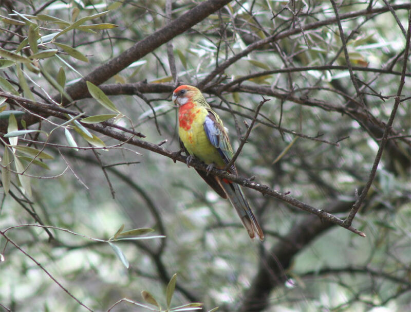 Eastern Rosella