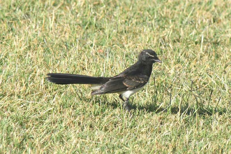 Willie Wagtail