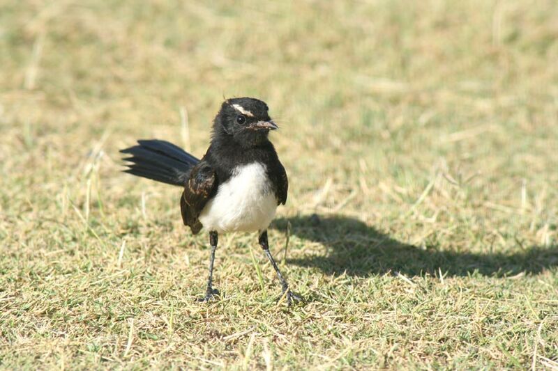 Willie Wagtail