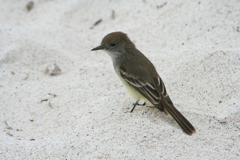 Tyran des Galapagos