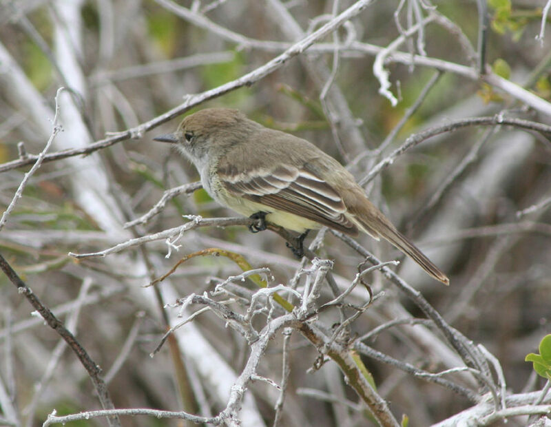 Tyran des Galapagos