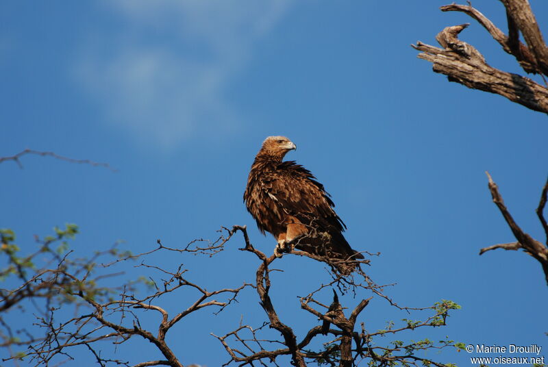 Tawny Eagleadult, identification