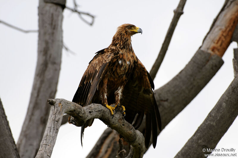 Aigle ravisseur, Comportement