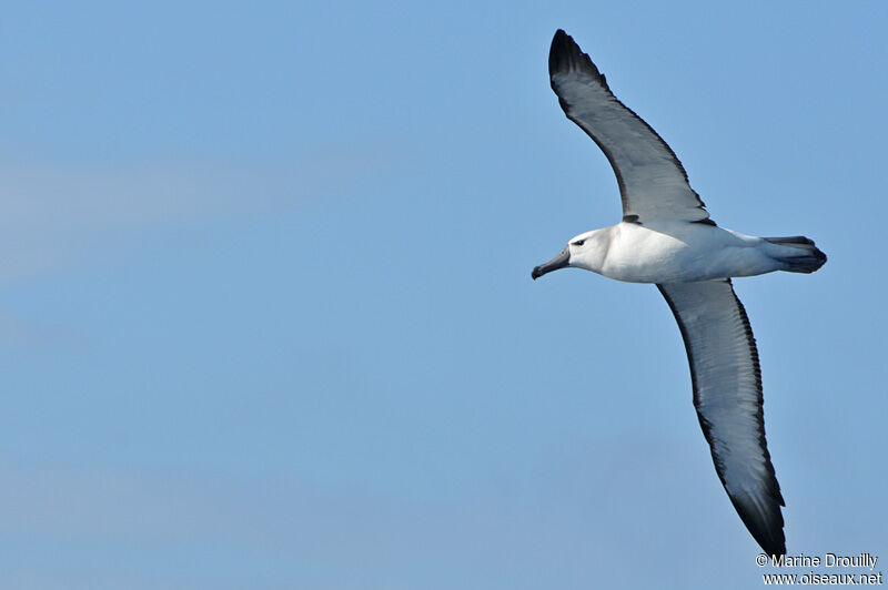 Shy Albatross, Flight