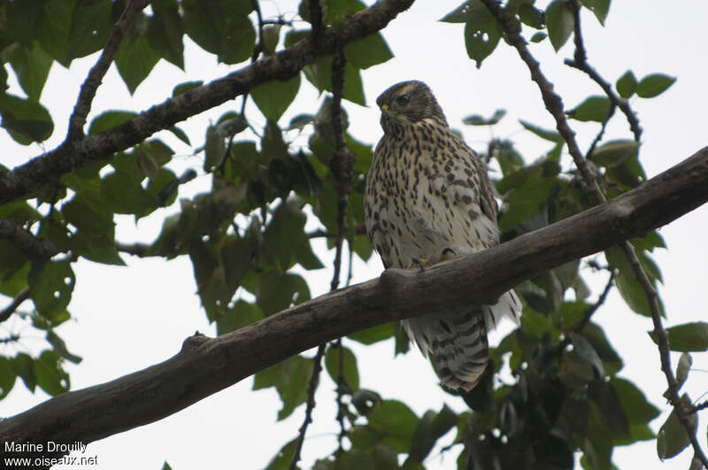 American Goshawk female adult, identification