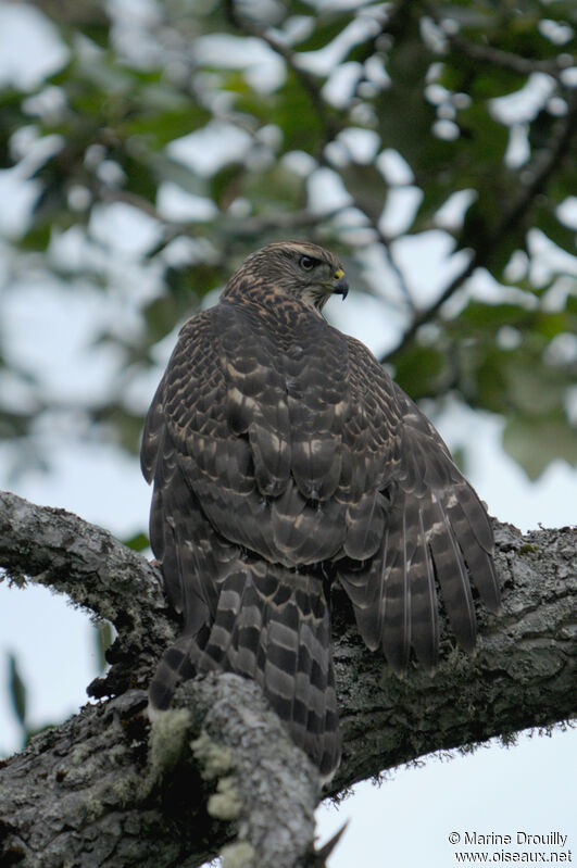 American GoshawkFirst year, feeding habits