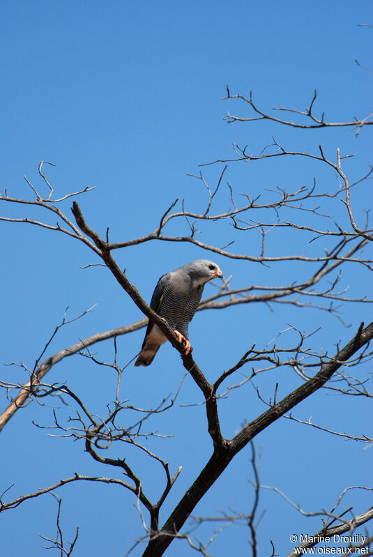 Lizard Buzzard, identification