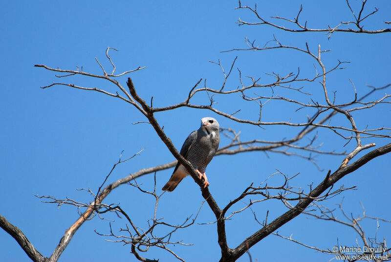 Lizard Buzzard, identification