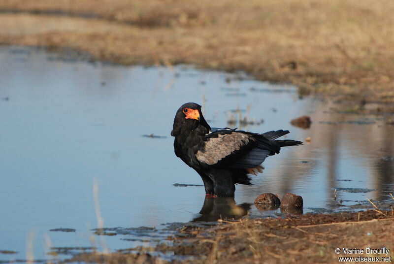 Bateleur des savanesadulte, identification