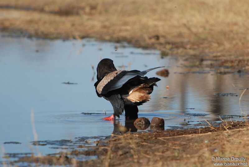 Bateleur des savanesadulte, identification