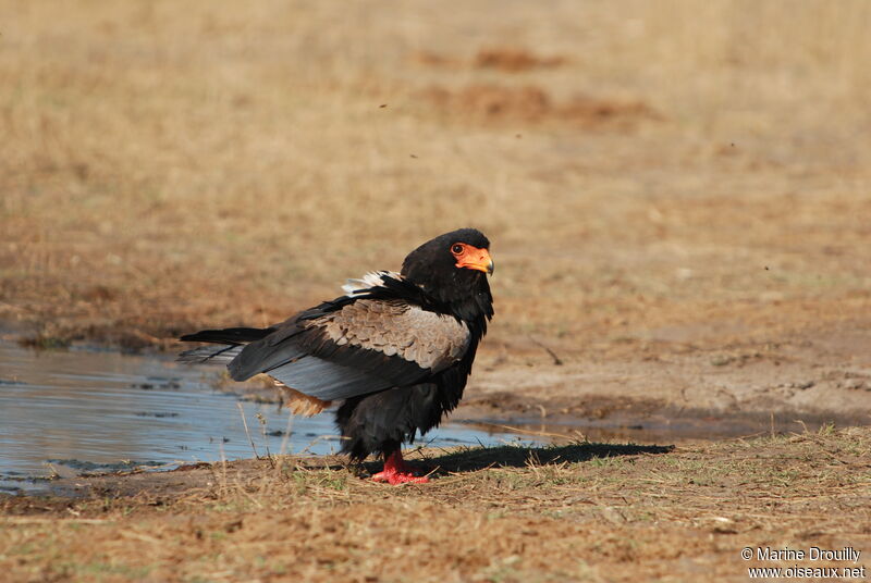 Bateleur des savanesadulte, identification