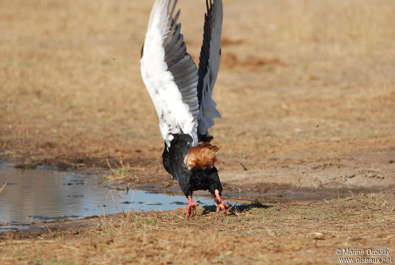 Bateleur des savanesadulte, Vol