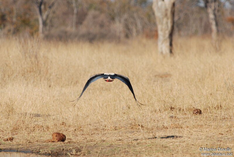 Bateleuradult, Flight