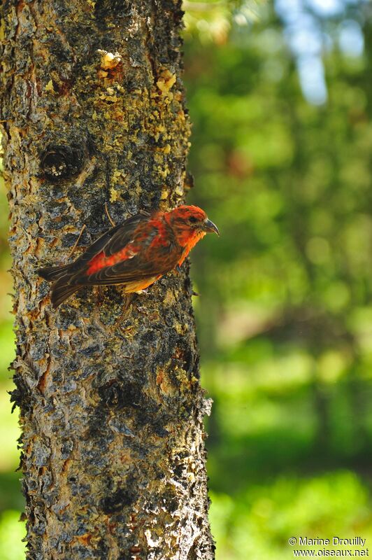 Red Crossbill, identification