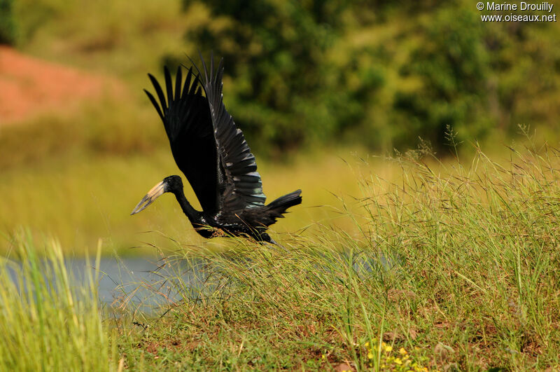 African Openbilladult, Flight