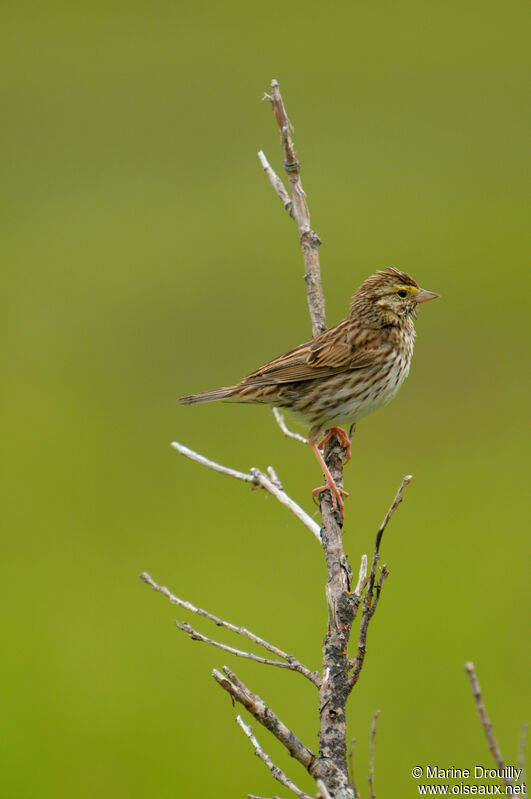 Bruant des présadulte, identification