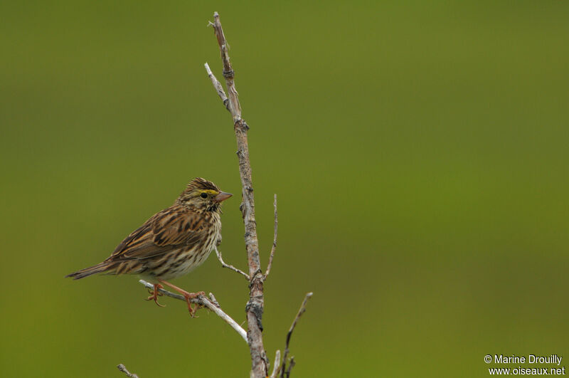 Savannah Sparrowadult, identification