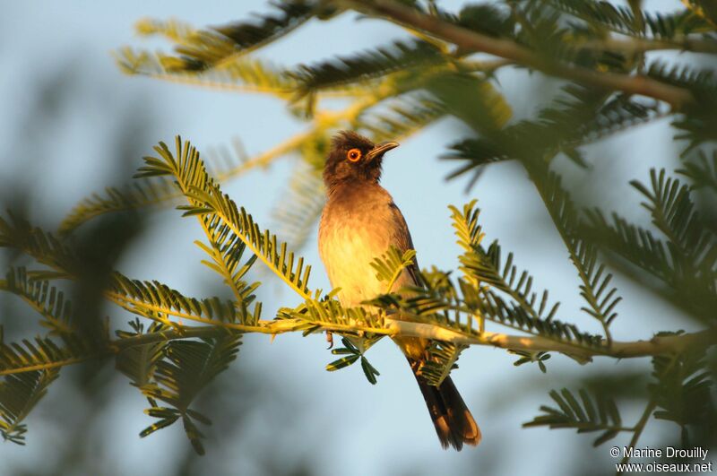 Bulbul brunoiradulte