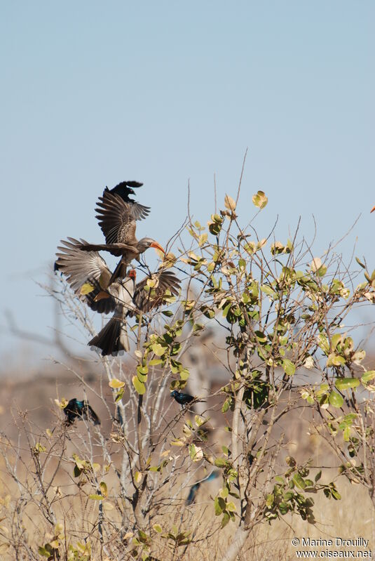 Bradfield's Hornbilladult, Behaviour