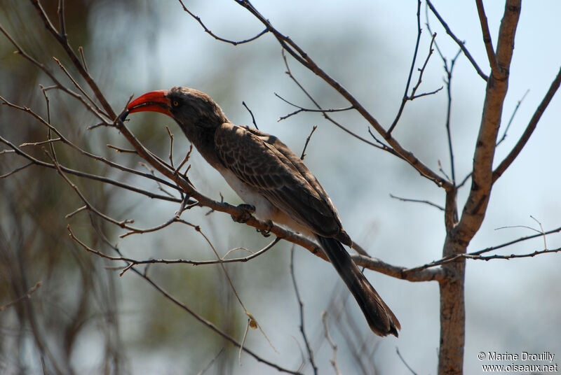 Bradfield's Hornbilladult, identification