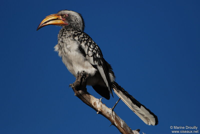 Calao leucomèleadulte, identification