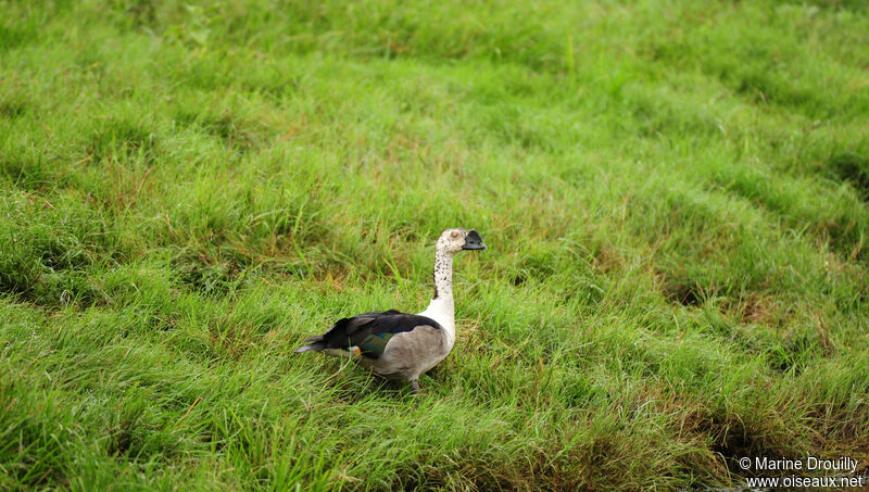 Knob-billed Duckadult, identification