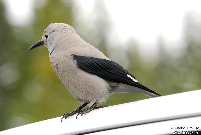 Clark's Nutcrackeradult, identification