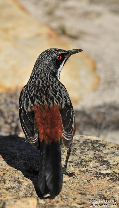 Cape Rockjumperadult