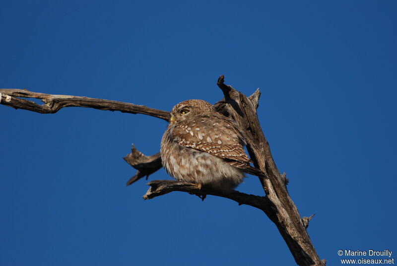 Chevêchette perlée, identification