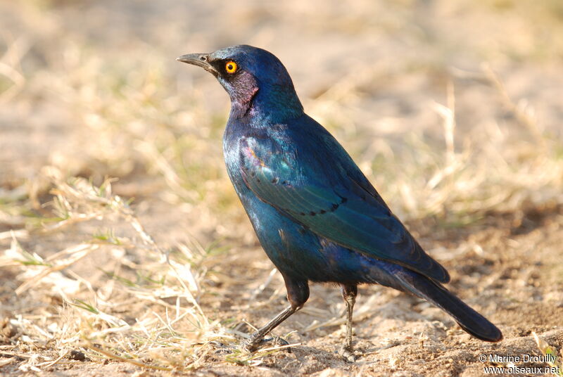 Greater Blue-eared Starlingadult, identification